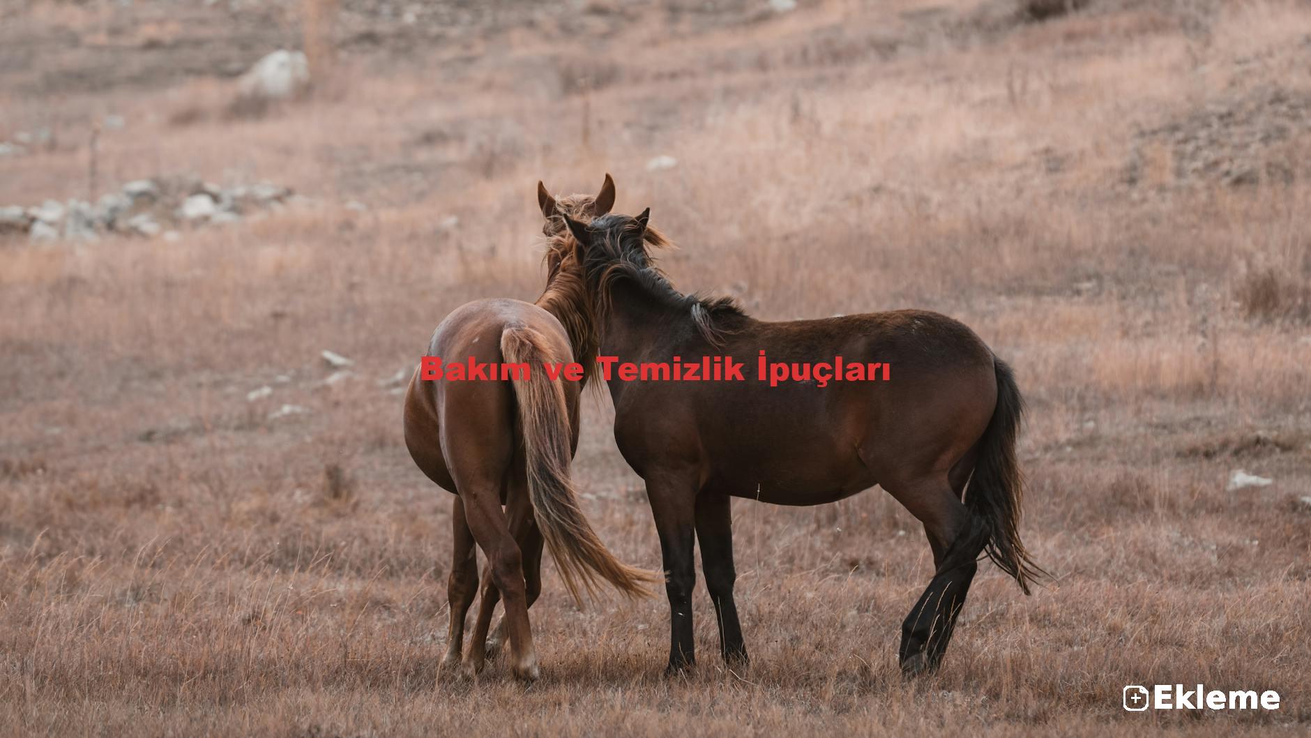 Bakım ve Temizlik İpuçları
