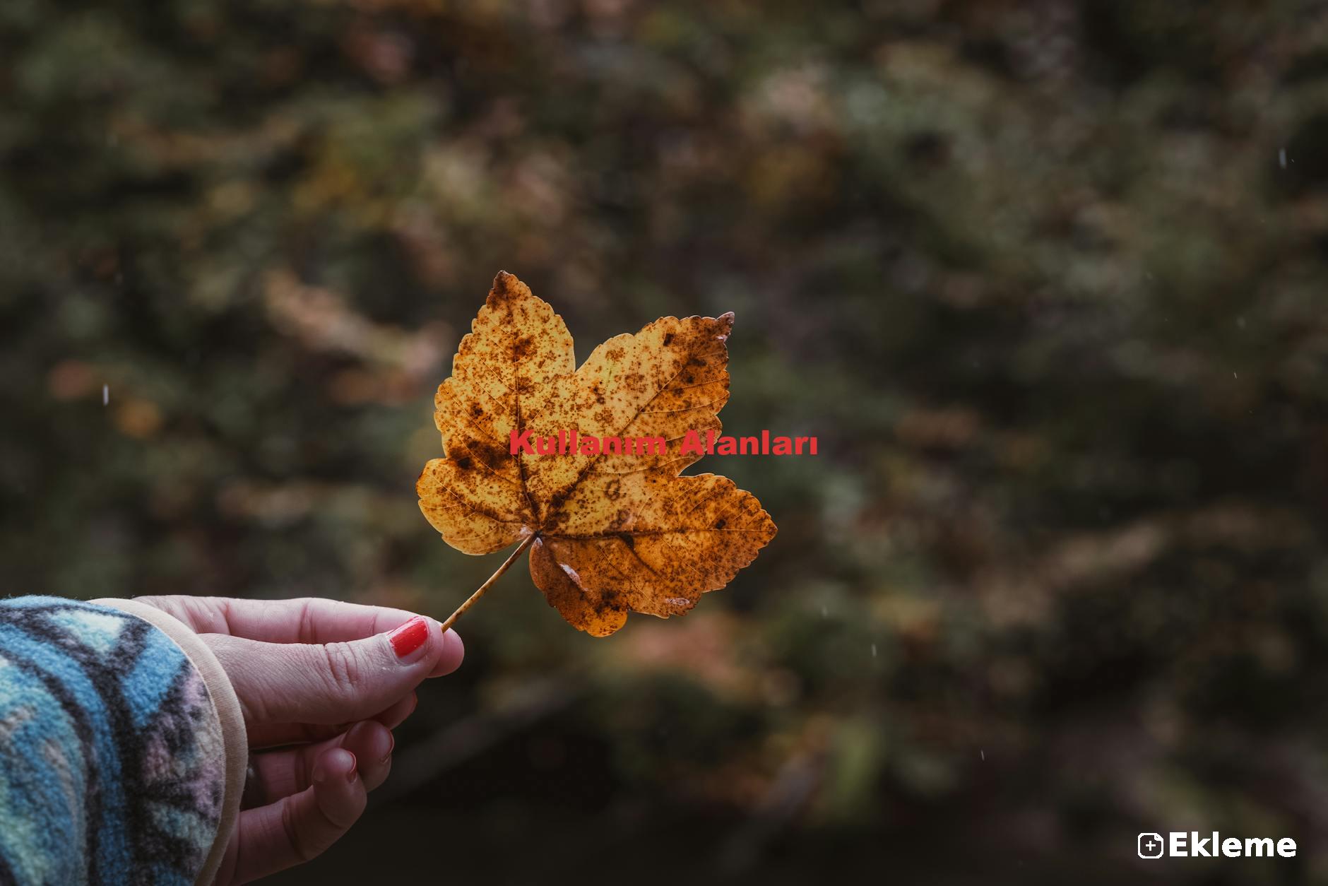 Kullanım Alanları