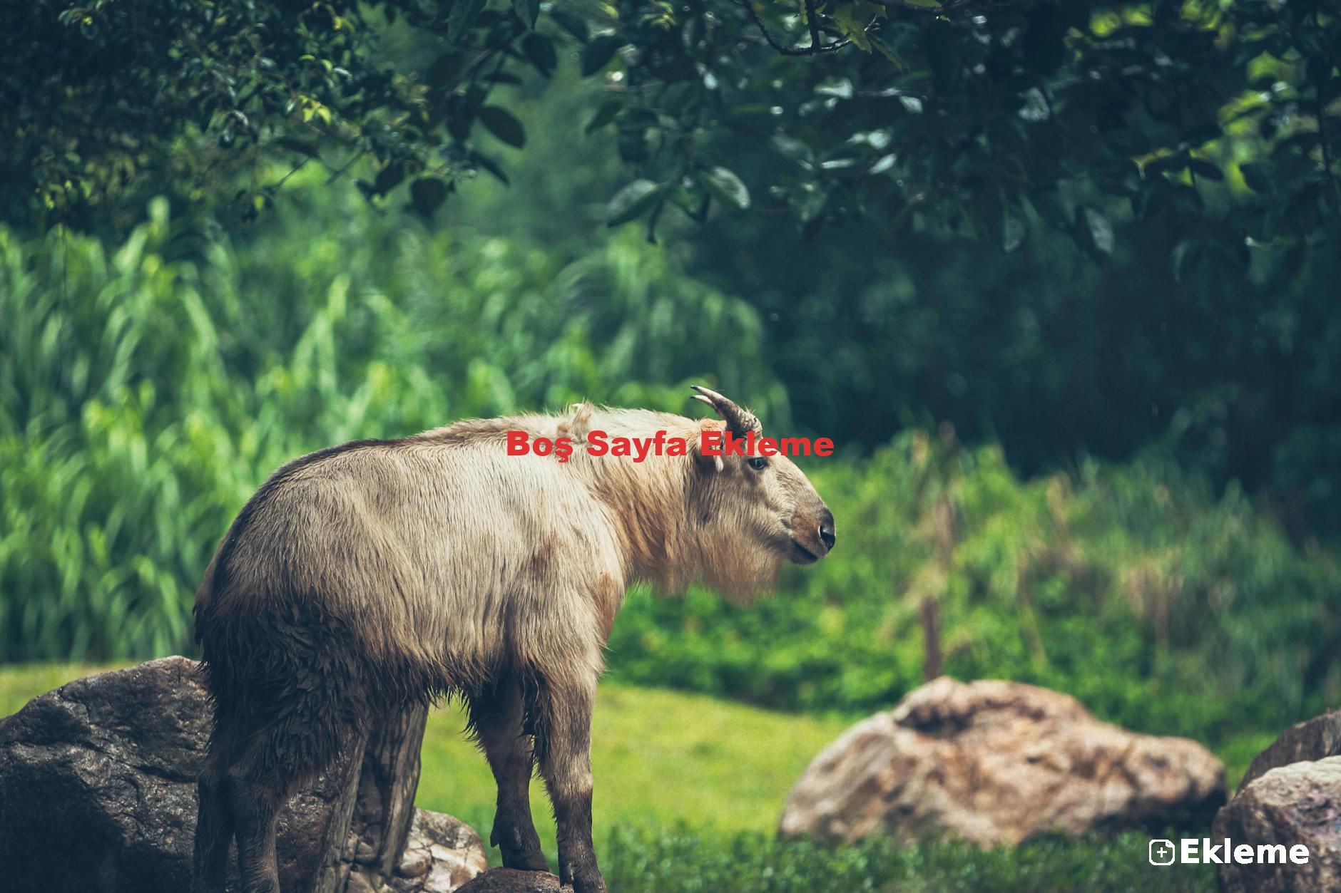 Boş Sayfa Ekleme