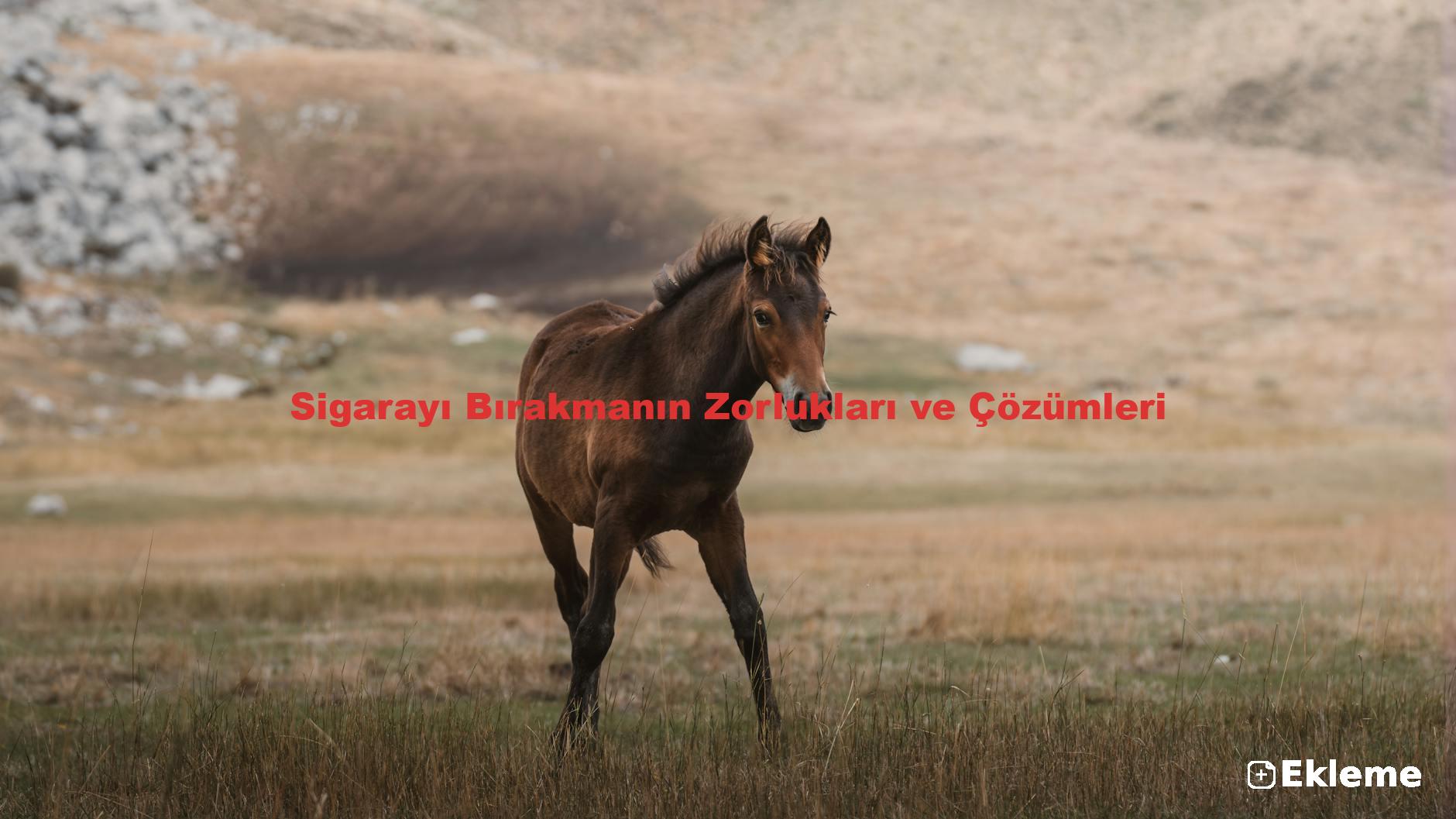 Sigarayı Bırakmanın Zorlukları ve Çözümleri