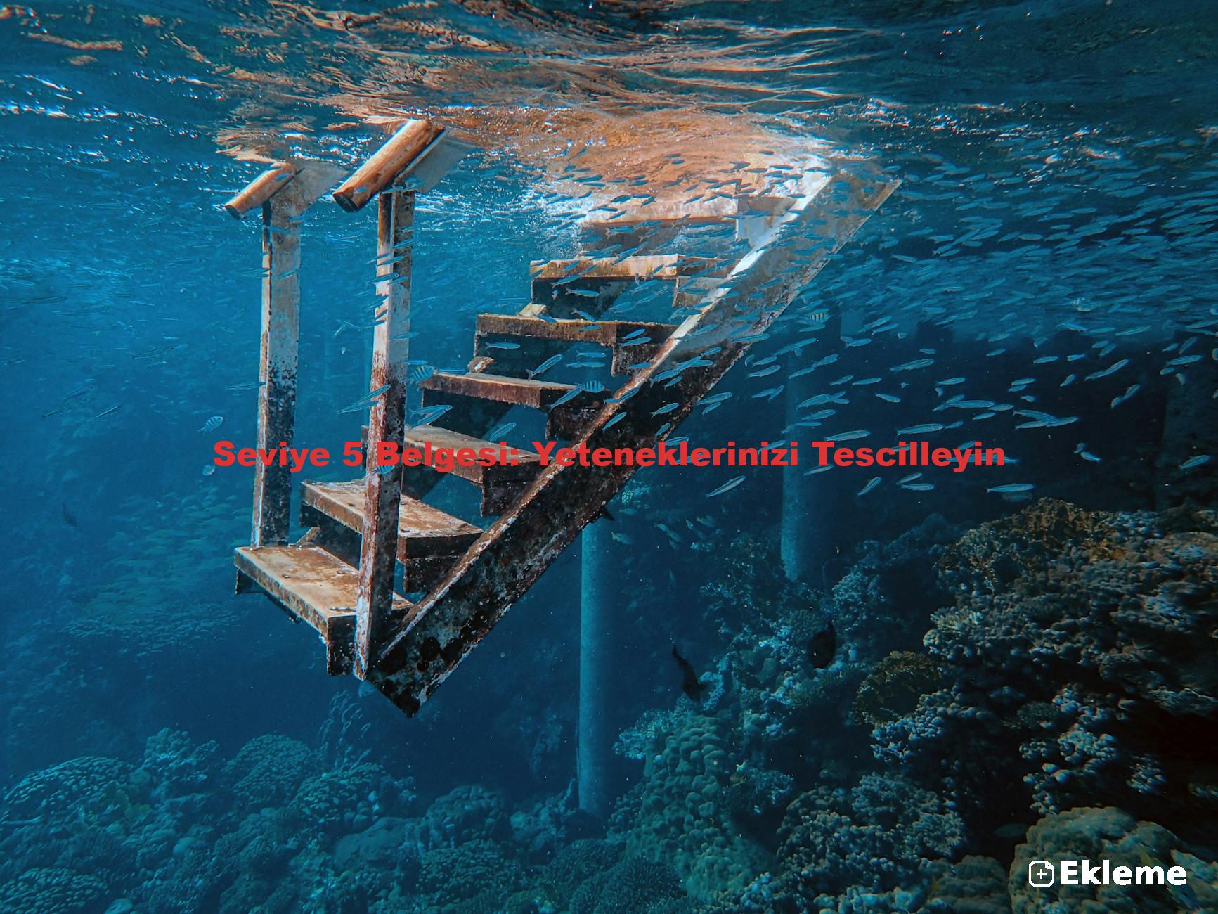 Seviye 5 Belgesi: Yeteneklerinizi Tescilleyin